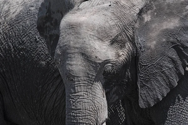 Elefante Africano Close Chobe National Park Botswana África — Fotografia de Stock