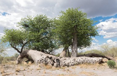 Tsumkwe ve Khaudum Milli Parkı Kuzey Namibya arasında eski kırık baobab ağacı