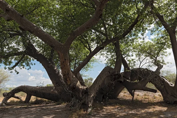 Ancien Baobab Brisé Entre Tsumkwe Parc National Khaudum Dans Nord — Photo