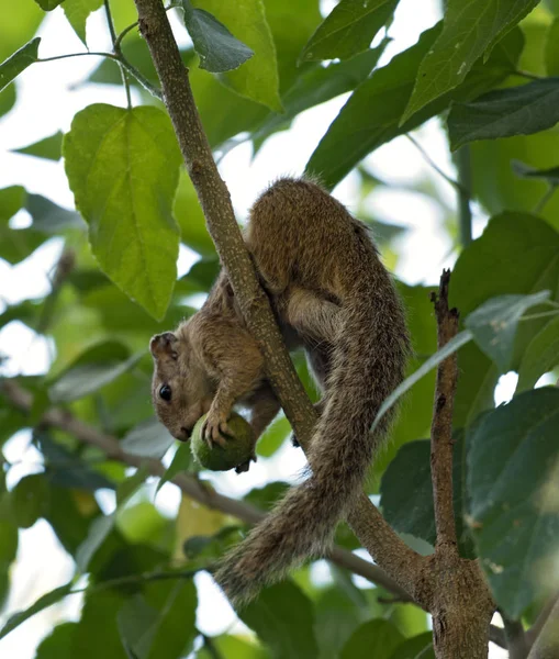 Tree Squirrel Paraxerus Cepapi Sitting Eating Tree Maun Botswana — Stock Photo, Image