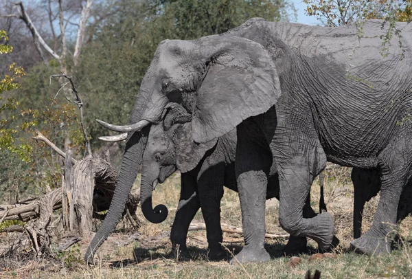 Petit Groupe Éléphants Dans Delta Sec Okavango — Photo