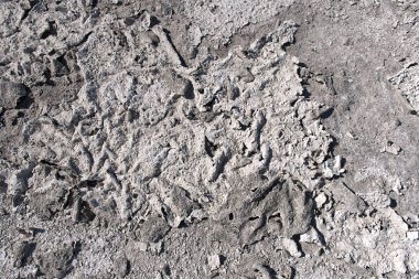 Göl yatağını kırık kil doğal doku ile Kuru ve dehidratasyon Nxai Pan Ulusal Parkı, Botsvana uzun bir süre yere neden tuz