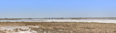 Nwetwe, Botsvana tavada Makgadikgadi panoramik