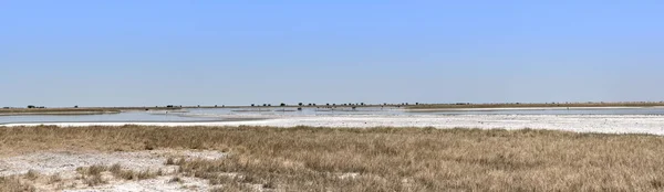 博茨瓦纳 Makgadikgadi Pan Nwetwe — 图库照片