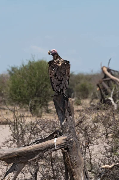 Füles Keselyű Aegypius Tracheliotus Egy Ágat Boteti Folyó Makgadikgadi Pans — Stock Fotó