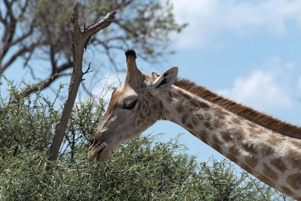 Girafa Comendo Folhas Grande Arbusto Botsuana — Fotografia de Stock
