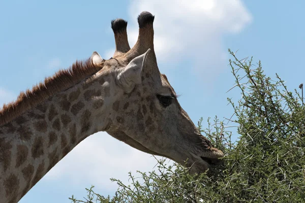 Girafa Comendo Folhas Grande Arbusto Botsuana — Fotografia de Stock