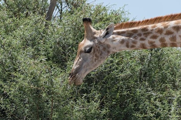 Girafa Comendo Folhas Grande Arbusto Botswanagirafa Comendo Folhas Grande Arbusto — Fotografia de Stock