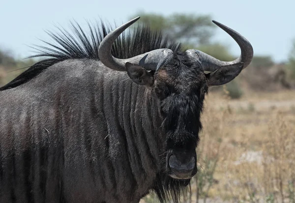 Blå Gnuer Nxai Pan National Park Botswana — Stockfoto