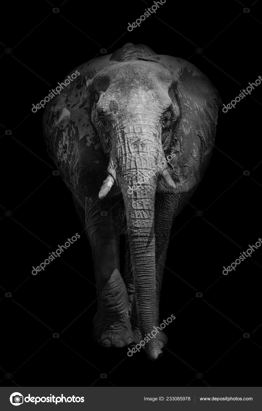 Cerca Elefante Africano Loxodonta Africana Blanco Negro Foto De