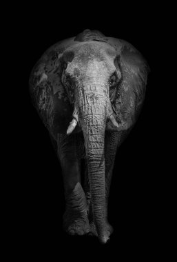 Siyah beyaz bir Afrika fili (Loxodonta africana), yakın çekim.