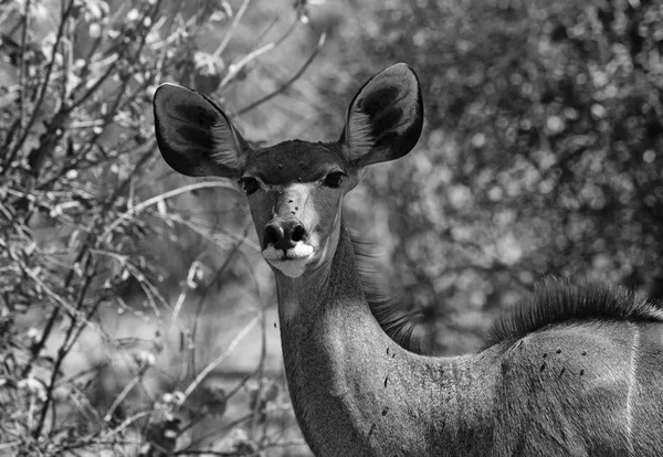 Nagyobb Kudu Női Portré Fekete Fehér — Stock Fotó