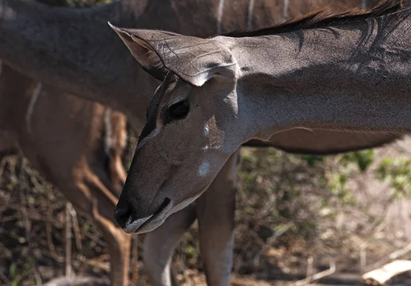 Nagyobb Kudu Női Portré Botswanai Chobe Nemzeti Parkban — Stock Fotó