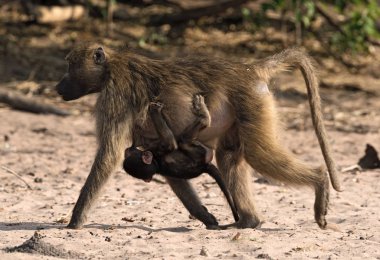  Babun annesi Botswana'da Chobe nehir kıyısında bir çocukla