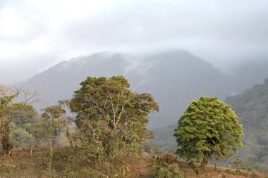 Bulutlar yağmur ormanları Portobelo Panama, üzerinde