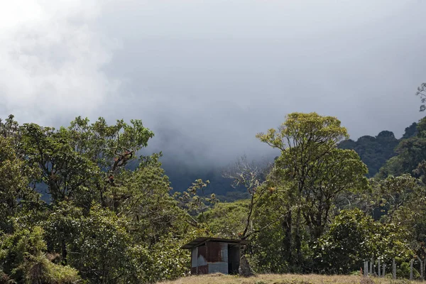 Rain or cloud forest in the Volcan Baru Panama National Park