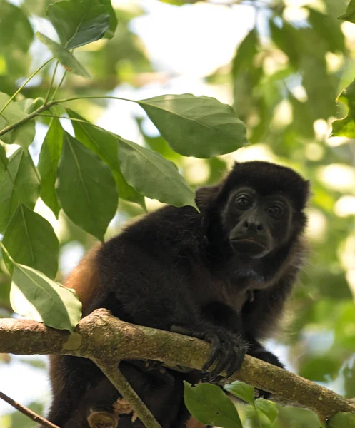 Howler monkey in a tree on an island in Gulf of Chiriqui panama — Stock Photo, Image