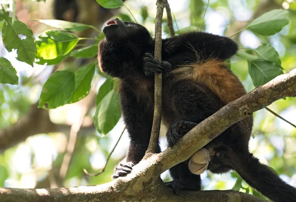 Howler monkey in a tree on an island in Gulf of Chiriqui panama — Stock Photo, Image