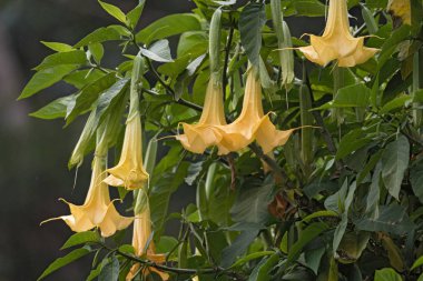 Birçok sarı Brugmansia melekler trompet veya Datura çiçek çiçeği adlı