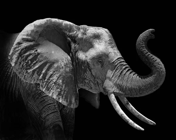 Kopfbild eines afrikanischen Elefanten loxodonta africana auf schwarzem Hintergrund — Stockfoto