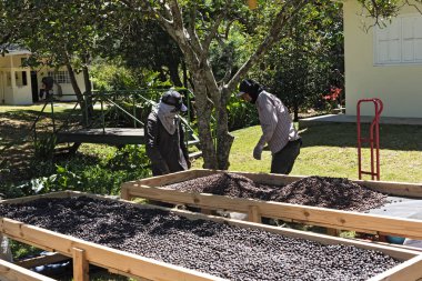 Panama 'da kahve fabrikasında kahve çekirdeklerini kurutan bir işçi.