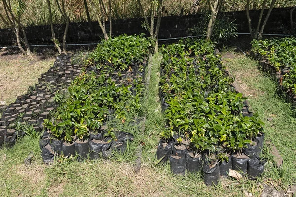 Junge kaffee-pflanzen auf einer plantage in boquete panama — Stockfoto