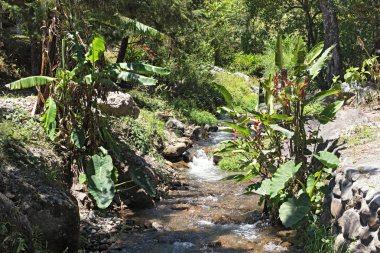 Volcan Baru Milli Parkı Panama küçük dere