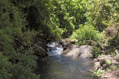 Volcan Baru Milli Parkı Panama küçük dere