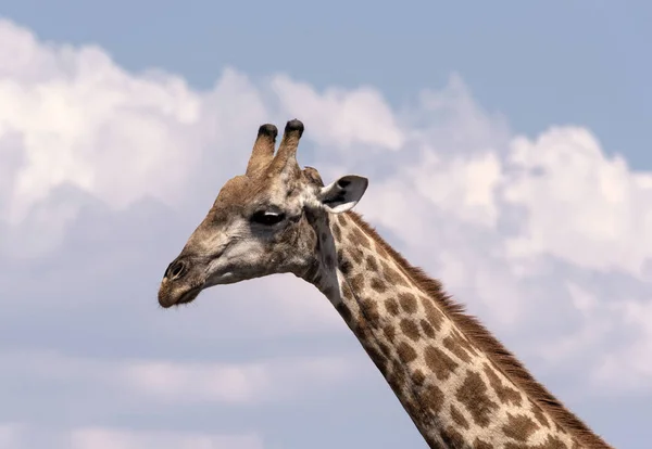 キリンの首と頭のチョーブ国立公園ボツワナ — ストック写真
