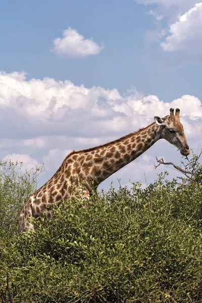 Girafa come as folhas de um arbusto Parque Nacional Chobe Botsuana — Fotografia de Stock