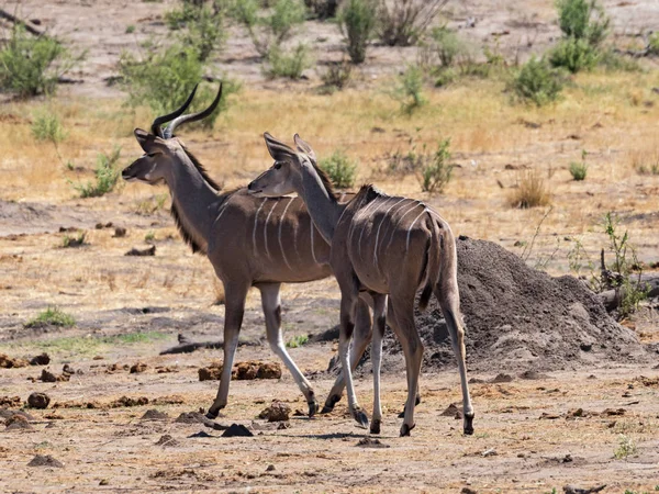 Nagy kudu a Khaudum Nemzeti Park Namíbia — Stock Fotó