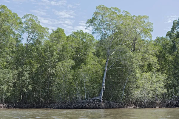 Floresta de manguezais nas margens da Bahia de los Muertos na foz do Rio Platanal Panamá — Fotografia de Stock