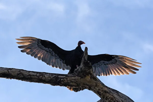 Enorme pavo buitre seca sus alas en un muerto rama — Foto de Stock