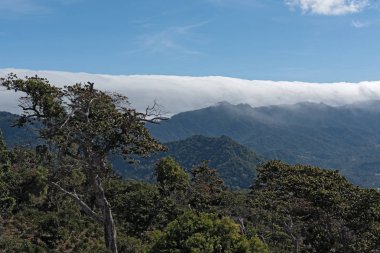 Chiriqui Panama eyaletinde Boquete küçük bir kasabanın kuzeyinde bulut ormanı