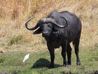 Moremi Milli Parkı Botsvana Su bufalo ve Sığır egret