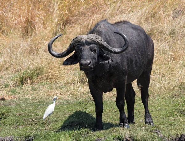 Wasserbüffel und Kuhreiher im Moremi Nationalpark Botswana — Stockfoto