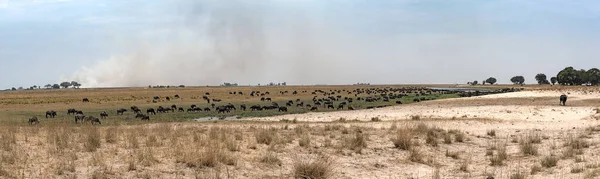 Troupeau de buffles d'eau devant un feu de steppe sur la rivière Chobe sèche au Botswana — Photo