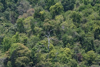 Cebaco Panama adasında tropik yağmur ormanı
