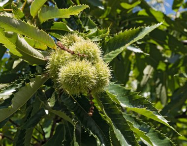 Tatlı bir kestane kestanesi ya da Castanea sativa ağacının olgunlaşan yumrusu.