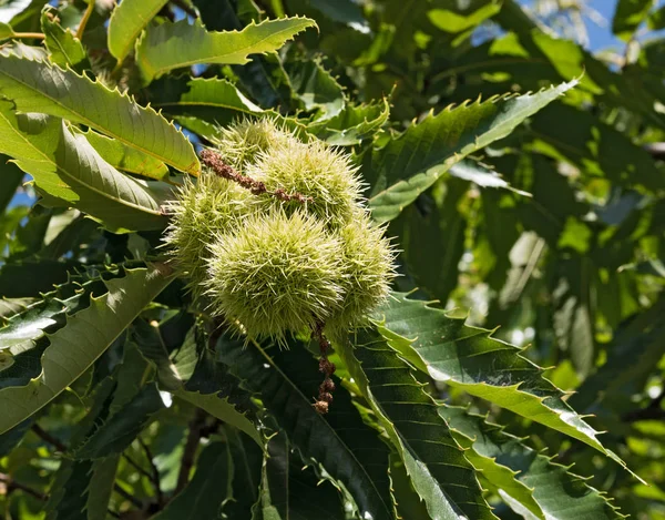 Tatlı bir kestane kestanesi ya da Castanea sativa ağacının olgunlaşan yumrusu.