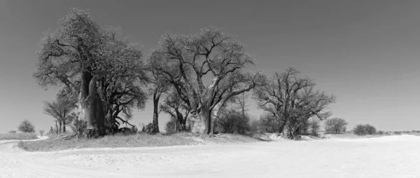 Baines baobab do Parque Nacional Nxai Pan Botswana em preto e branco — Fotografia de Stock