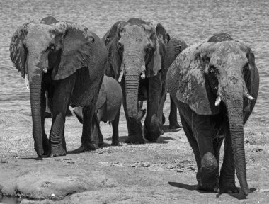 Botswana 'da Cobe nehrinin kıyısındaki küçük bir fil grubu. 