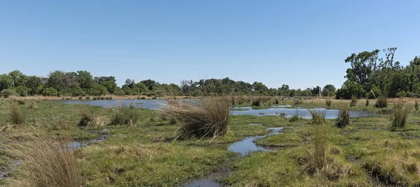 夏季奥卡万戈三角洲沼泽地，博茨瓦纳莫雷米野生动物保护区 — 图库照片