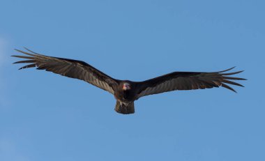 Turkey vulture, Cathartes aura, Single bird in flight, Tulum beach, Mexico clipart