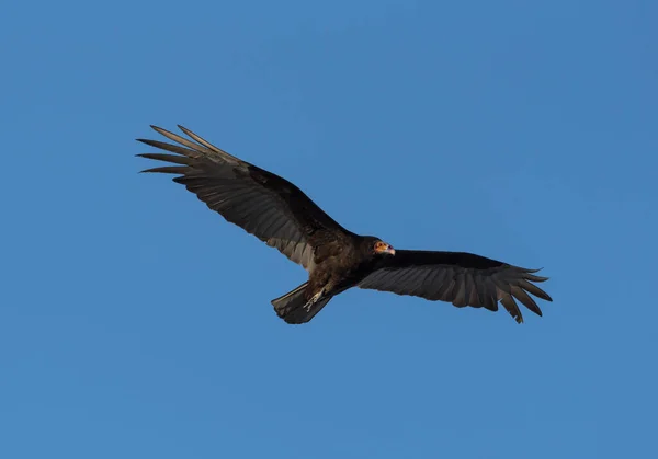 Buitre Pavo Cathartes Aura Soltero Vuelo Tulum Beach México — Foto de Stock