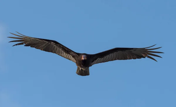 Turkey Vulture Cathartes Aura Single Bird Flight Tulum Beach Mexico — Stock Photo, Image