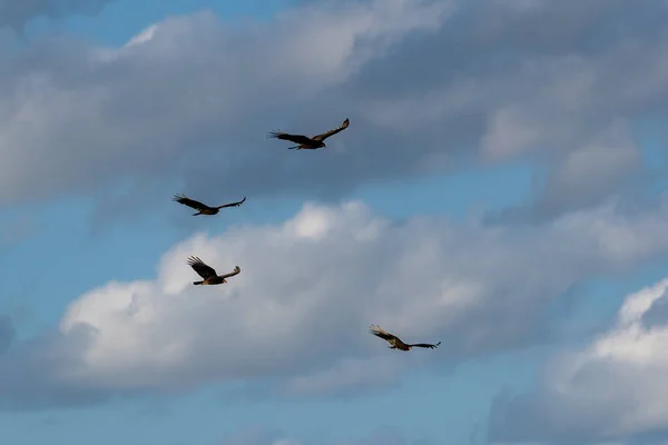 Turkiet Gam Cathartes Aura Fyra Fåglar Flygning Tulum Stranden Mexiko — Stockfoto