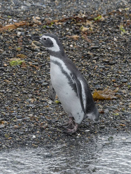 Pingüino Magallánico Una Isla Del Canal Beagle Ushuaia Argentina — Foto de Stock