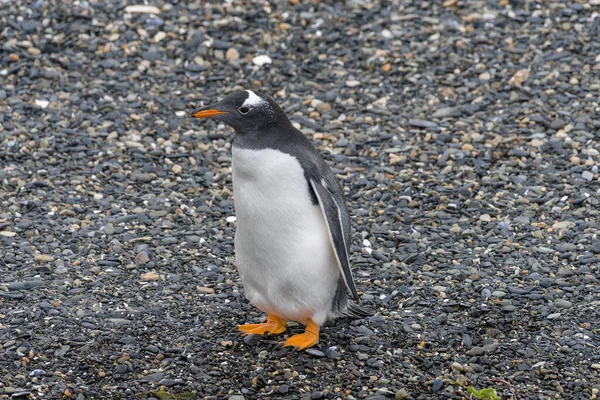 Gentoo Penguin Island Beagle Channel Ushuaia Argentina — Stock Photo, Image