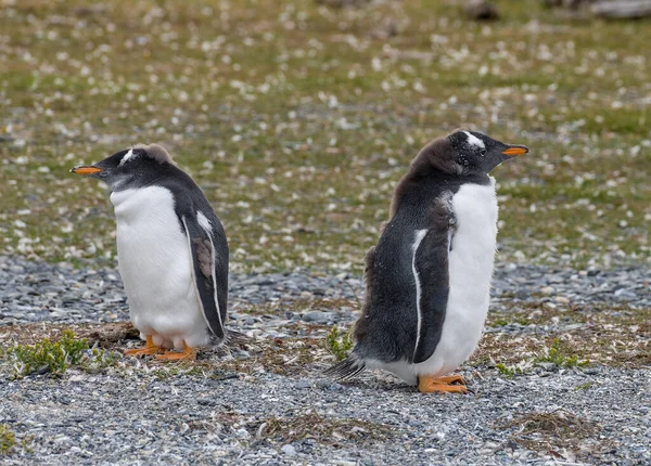 Deux Jeunes Manchots Gentils Sur Une Île Dans Canal Beagle — Photo